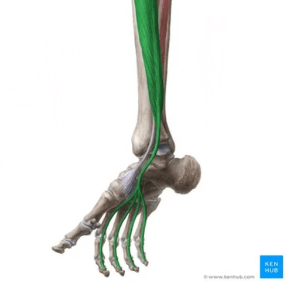 기능적 평발 교정을 위하여 알아야 할 장지굴근