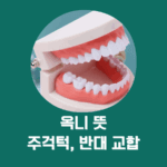 치아 모형과 교합 설명