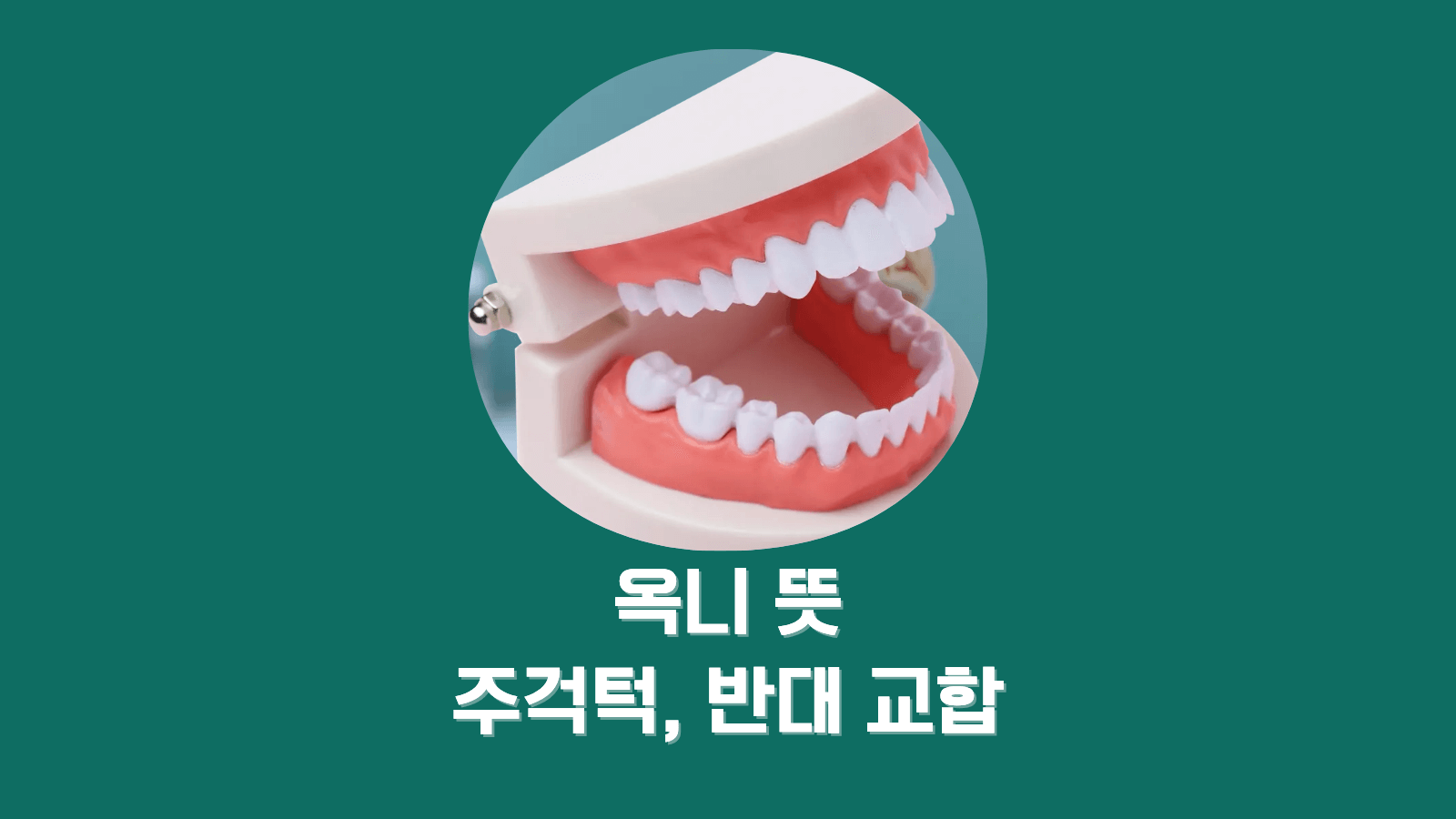 치아 모형과 교합 설명