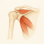 극상근 극하근 위치 손상 증상 비교