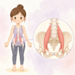 장요근 위치를 보여주는 인체 골반·척추 해부학 일러스트