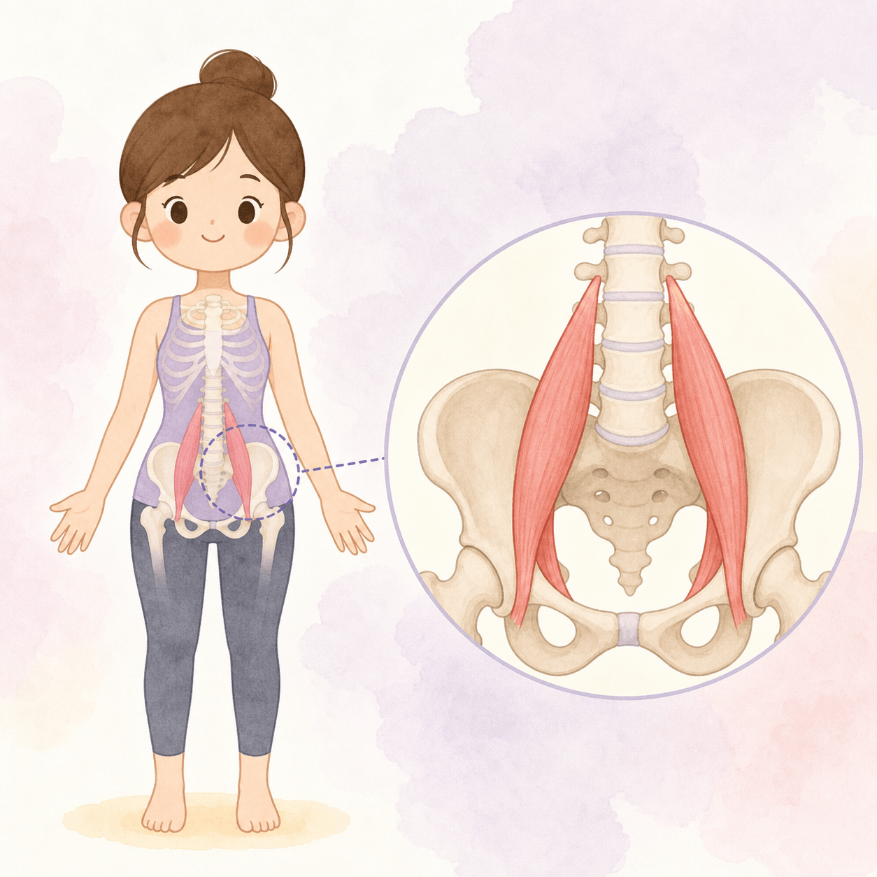 장요근 위치를 보여주는 인체 골반·척추 해부학 일러스트